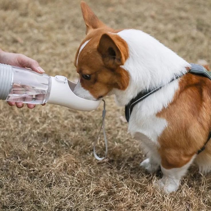 Portable pet travel bottle